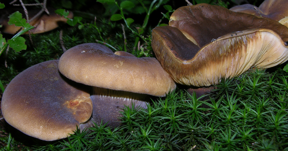 Finalmente il risveglio del bosco.